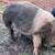 Hogs 2 thumbnail