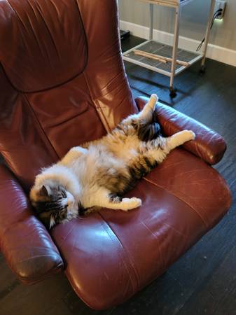 Lost Cat (Alamogordo)63976189617667121