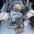 DODGE 5.7 L HEMI, MOPAR REPLACEMENT ENGINE WITH MDS SENSORS 1 thumbnail