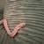 Hognose snakes 5 thumbnail