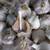Seed Garlic 1 thumbnail