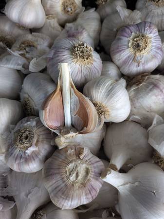 Seed Garlic 1
