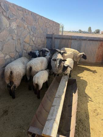 Sheep 1