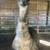 standard emus 1 thumbnail