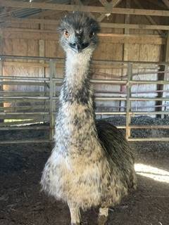 standard emus 1