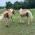 Haflinger gelding team 6 thumbnail