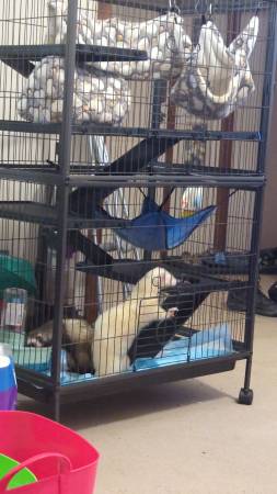 Two ferrets, cage, and accessories63791636131457122