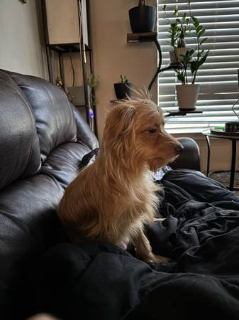 Rehoming chiweenie (Deer park)63859314864643122