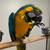 Blue & gold macaw 2 thumbnail