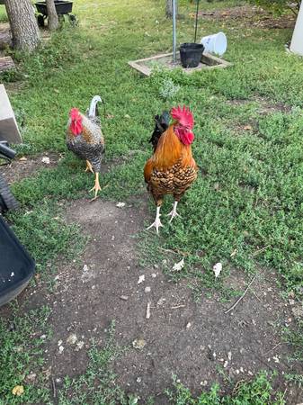 Rooster 1