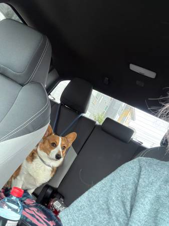 Rehoming pembroke corgi (Aptos)