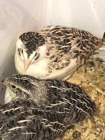 Mixed color  quail 3 week old 1