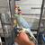 Male Emerald Violet Cleartail Ringneck 3 thumbnail