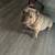 11 Months Exotic Micro Bully Male 9 thumbnail