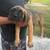Cane Corso Puppies 4 thumbnail