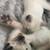 Siamese kittens 4 thumbnail