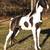 Spotted Saddle Horse 2 thumbnail