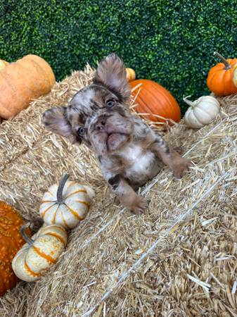 Fluffy Frenchie pups63919894675459120