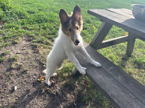Collies63872576430081121
