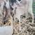 Doeling 1 thumbnail