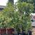 Guava Trees 9 thumbnail