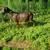Nigerian dwarf goat does 5 thumbnail
