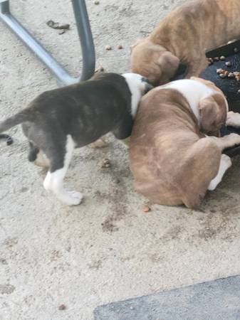 MIXED PUPS BOXER MASTIFF63903228076930121