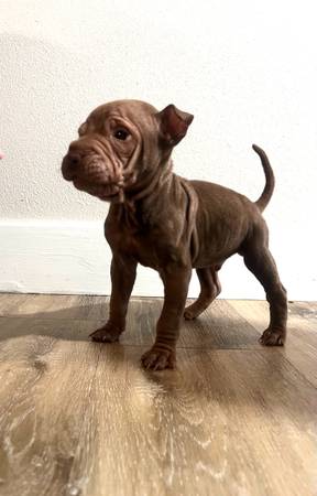Puppy shar-pei 1