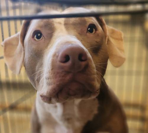 Looking For a Loving Home 1
