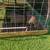 Emus 4 thumbnail