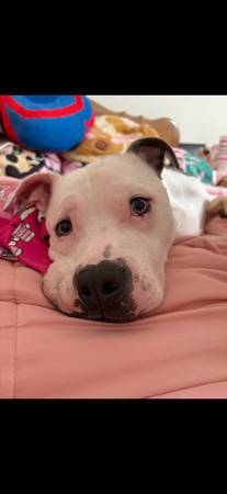 Male Pitty! (Bristol Va)63983451298691121
