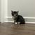 Kittens 3 thumbnail