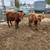 Highland Calves 10 thumbnail