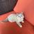 Siberian X kittens 5 thumbnail