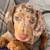 GentleDachshundPuppys 1 thumbnail