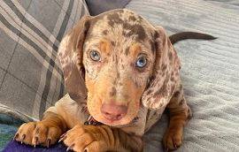 GentleDachshundPuppys 1