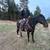 Friendly horse! 2 thumbnail