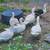 Muscovy ducks 1 thumbnail