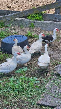 Muscovy ducks 1