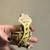Crested geckos, hognose 5 thumbnail