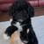 F1b Toy Aussiedoodle female 2 thumbnail
