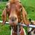 Boer goats 5 thumbnail