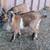 Nigerian dwarf goat kid wethers 2 thumbnail