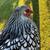 6 pullets/hens 2 thumbnail