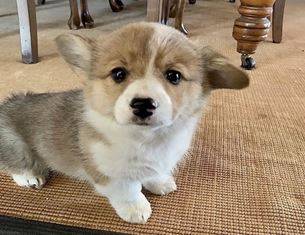 Tiny corgi babies (702-four61-0220)64703143433729120
