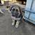 Pups gsd/Akbash 2 thumbnail