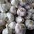 Seed Garlic 2 thumbnail
