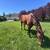 Barrel horse 11 thumbnail