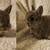 Netherland dwarf and mini rex 1 thumbnail