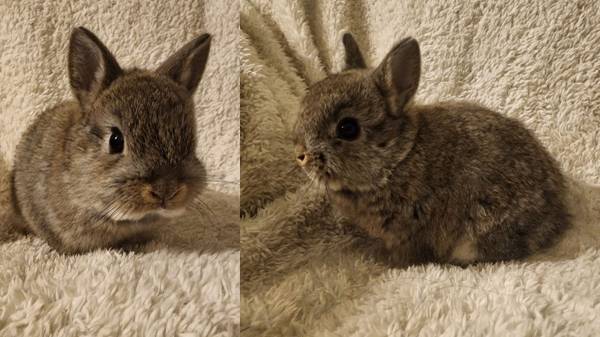 Netherland dwarf and mini rex 1